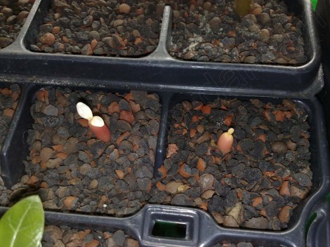 Adenium_obesum_siam_jade_dragon_110414