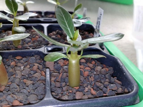 adenium_obesum_star_of_top_110414