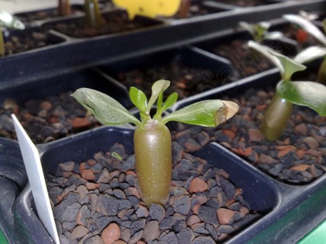 adenium_obesum_super_maple_leaf_110414