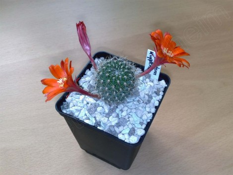 aylostera_kupperiana_bluete