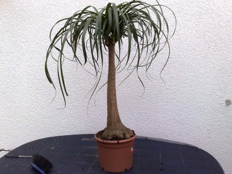 beaucarnea_recurvata1