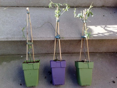 passiflora_caerulea_constance_elliot_2