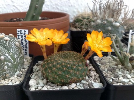 Rebutia_marsoneri