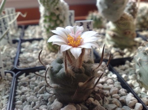 turbinocarpus_macrochele_bluete