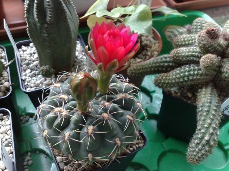 gymnocalycium_baldianum_120514