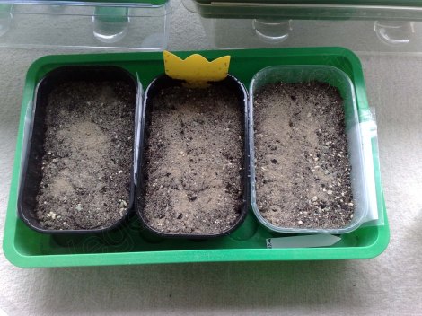 harpagophytum_teufelskralle