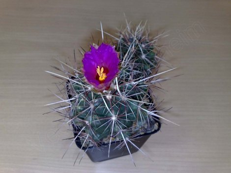 thelocactus_ bicolor_v._ bicolor_blüte