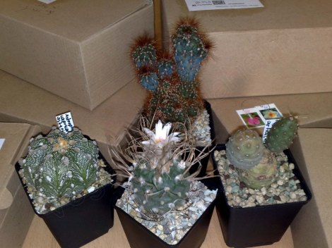 kleinere Pflanzen von Privatverkäufern werden oftmals als Warensendung verschickt.