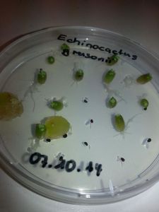 10690056_848709125173288_1750999171696478178_n