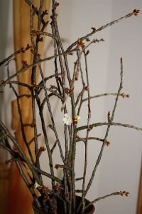 Barbarazweig (Quelle: WikiCommons/KarlGruber )