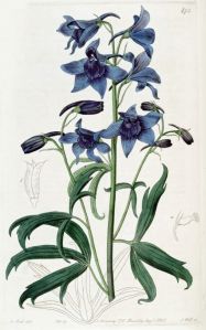 Rittersporn (Quelle: https://commons.wikimedia.org/wiki/File:Delphinium_cheilanthum_Plate473.jpg)