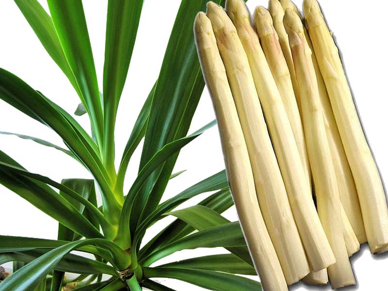 Die Yuccapalme und andere Irrtmer aus der Pflanzenwelt | Vegetation daheim