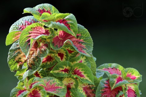 coleus