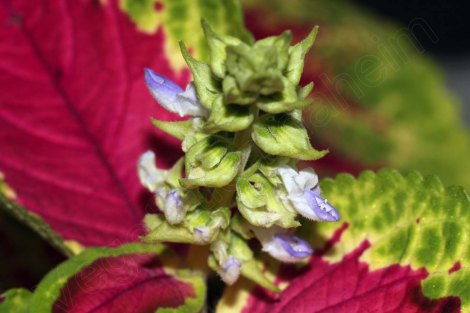 coleus_blumei_bluete.jpg