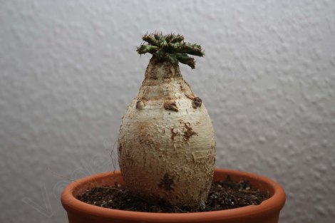 euphorbia_stellata_2