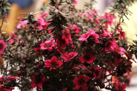 Leptospermum_scoparium_Red_Damask_1