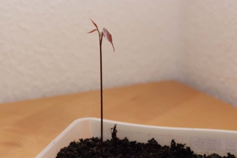 litschi_saemling_290216