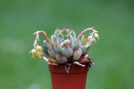echeveria_derenbergii_1