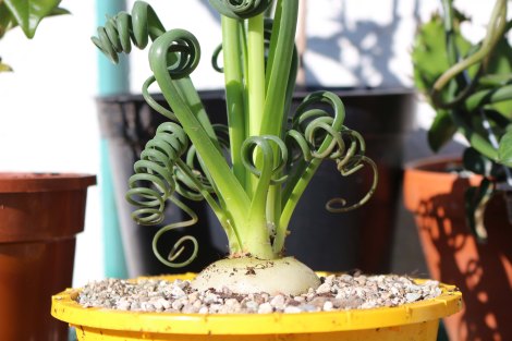 albuca_spiralis_3