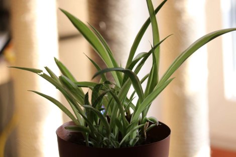 wenige Wochen später: die Pflanze wächst und gedeiht