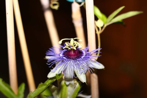 Passiflora 'Petra'