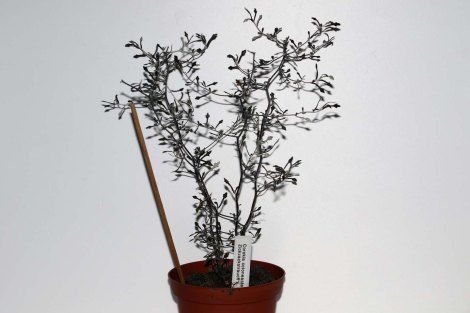 corokia_cotoneaster_01