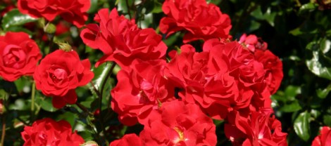 die Grugaparkrose von Rosen Tantau